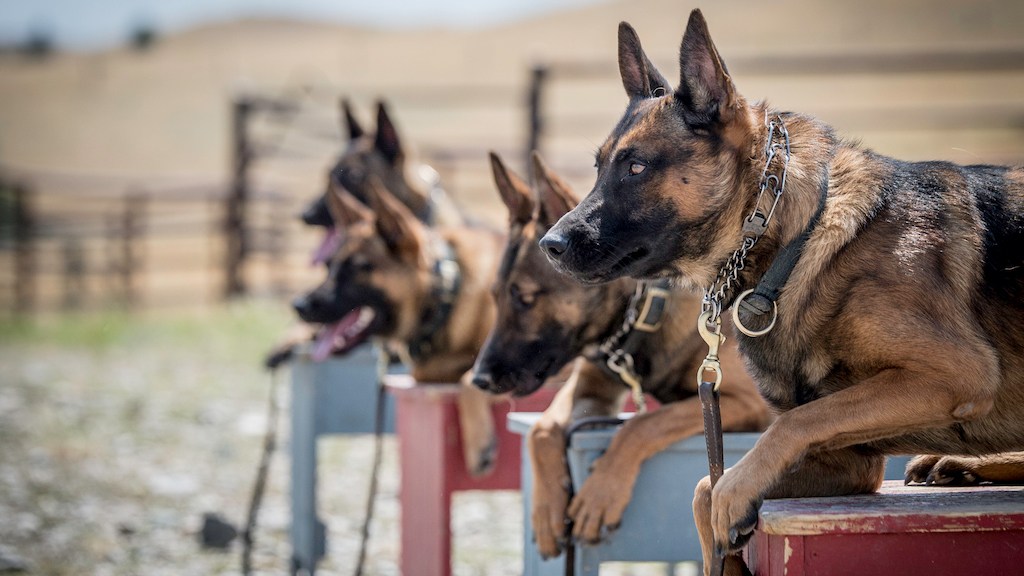 This veteran-owned company trains some of the best protection dogs in the world
